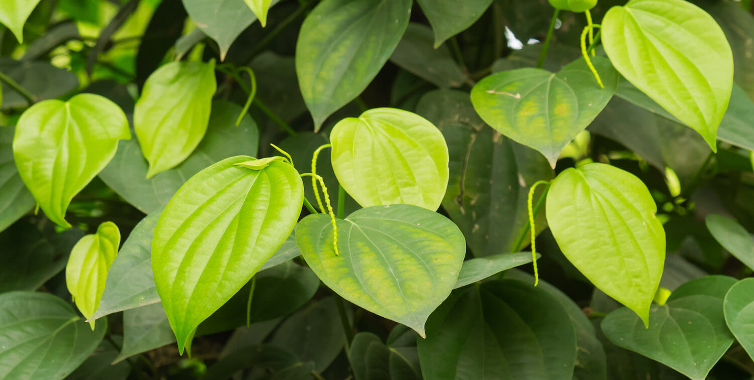 close-up of green leaves.