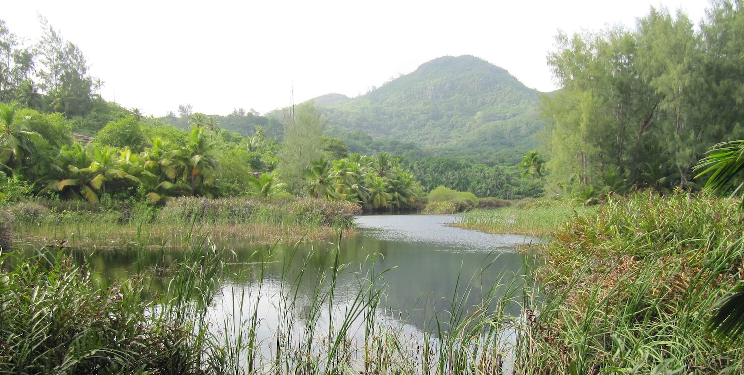 湿地、背景の緑の山。