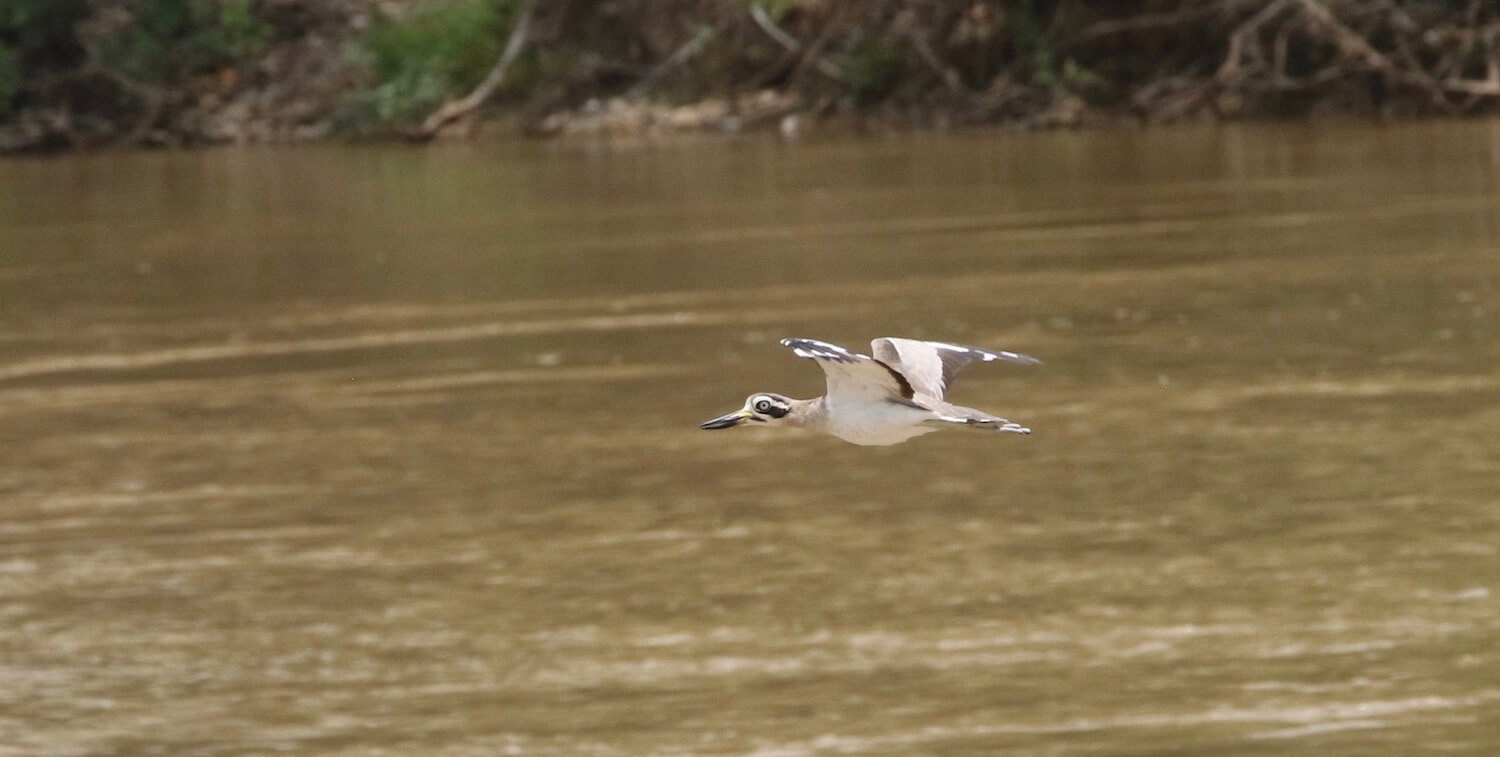 White bird with black markings mid-flight over brown river.