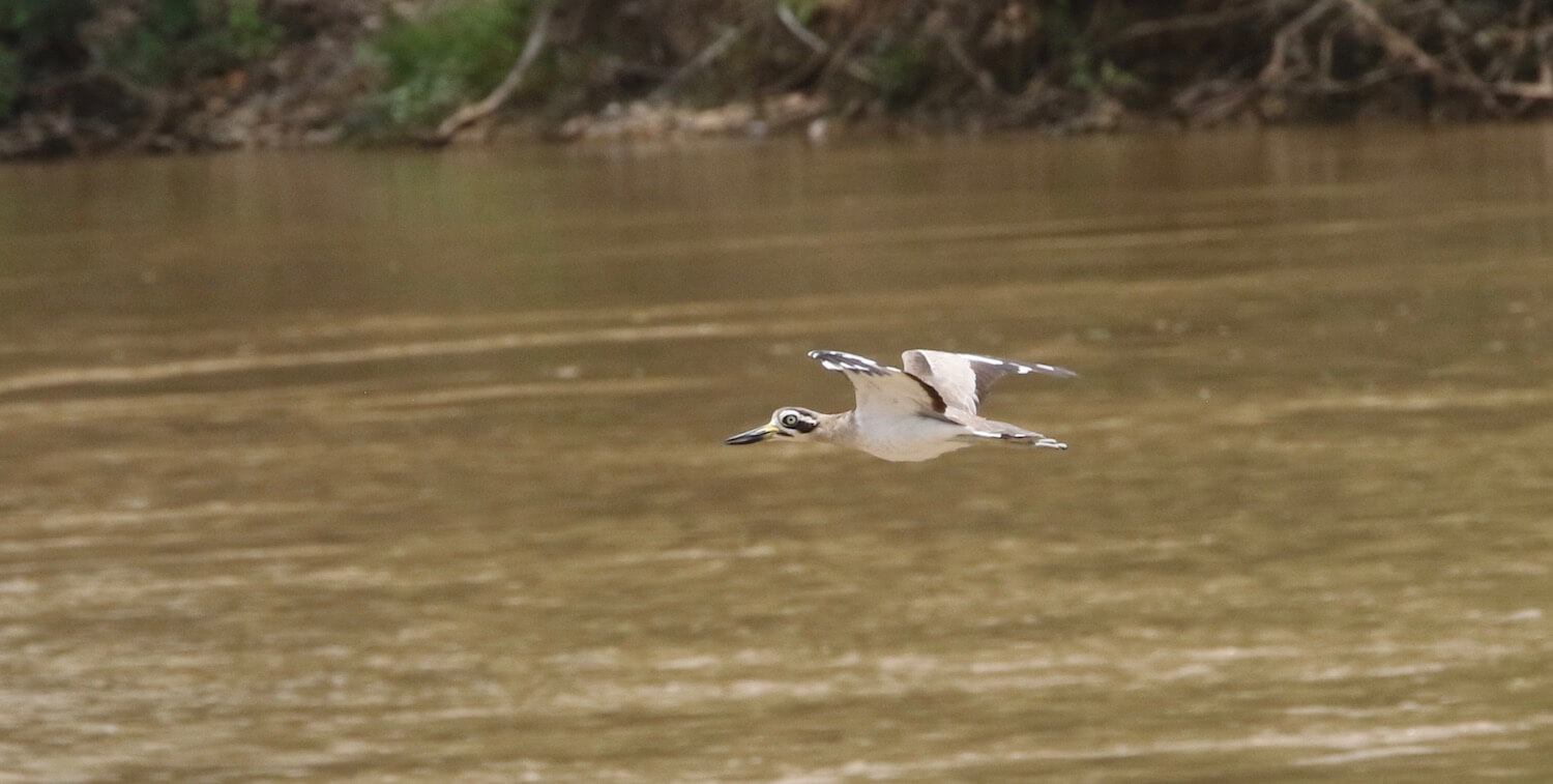 Pájaro blanco con marcas negras en pleno vuelo sobre el río marrón.