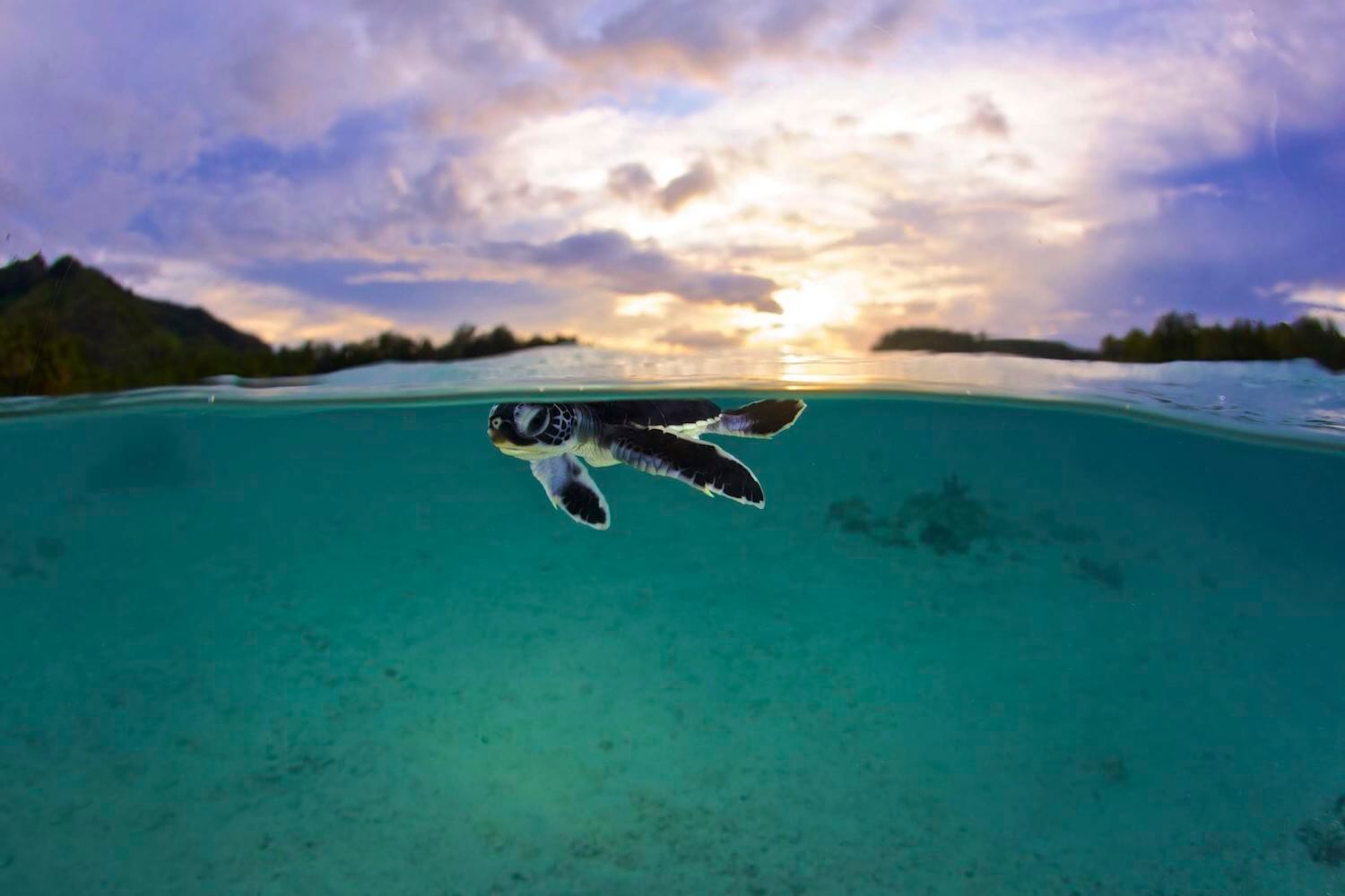 Small sea turtle, view from half underwater and half above water.