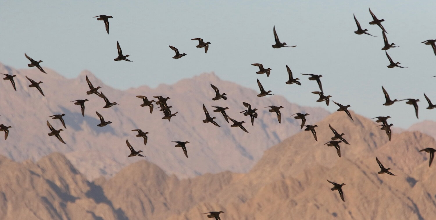 Birds flying overhead, brown mountains in background.