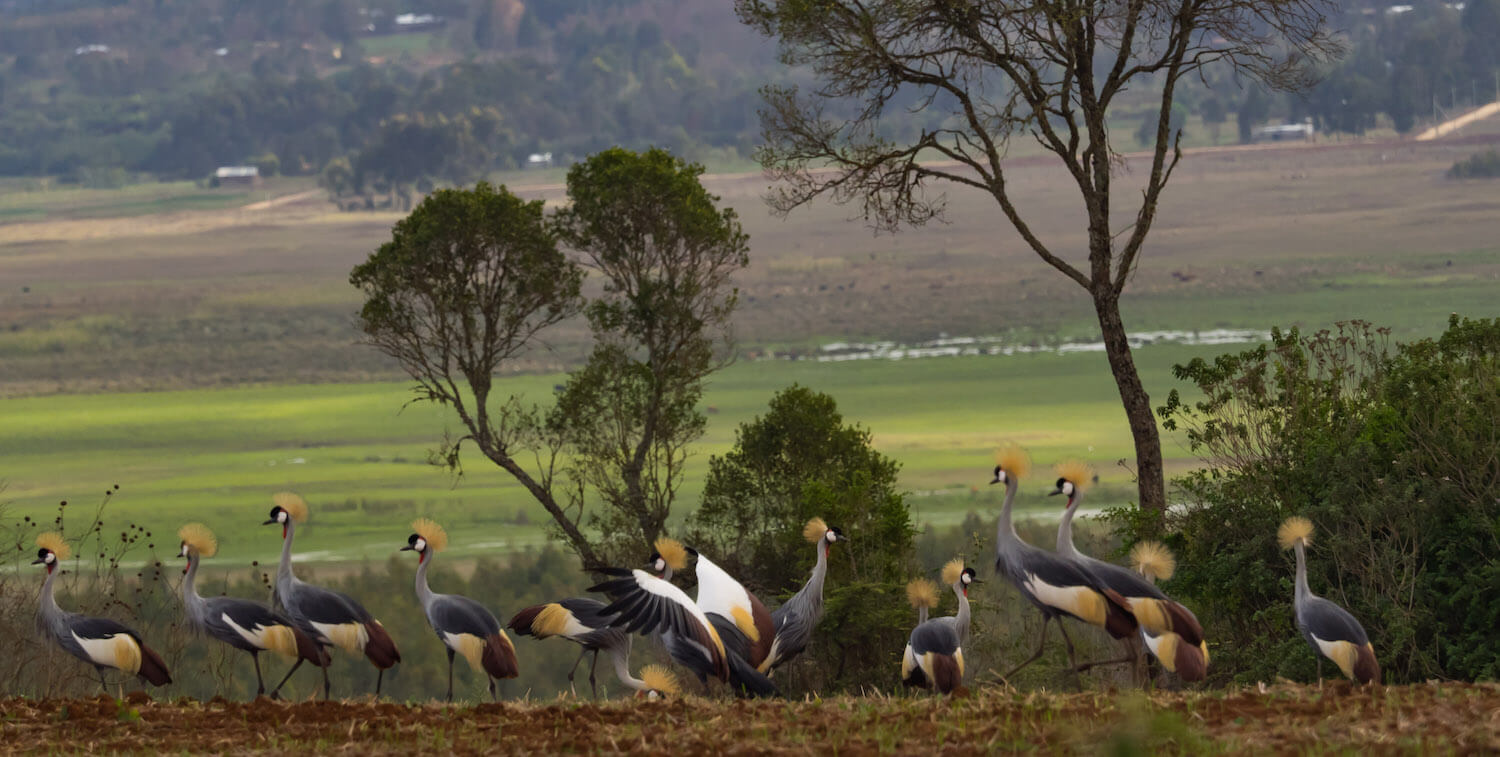 Group of cranes with yellow feathers on top of their heads walking on ground.