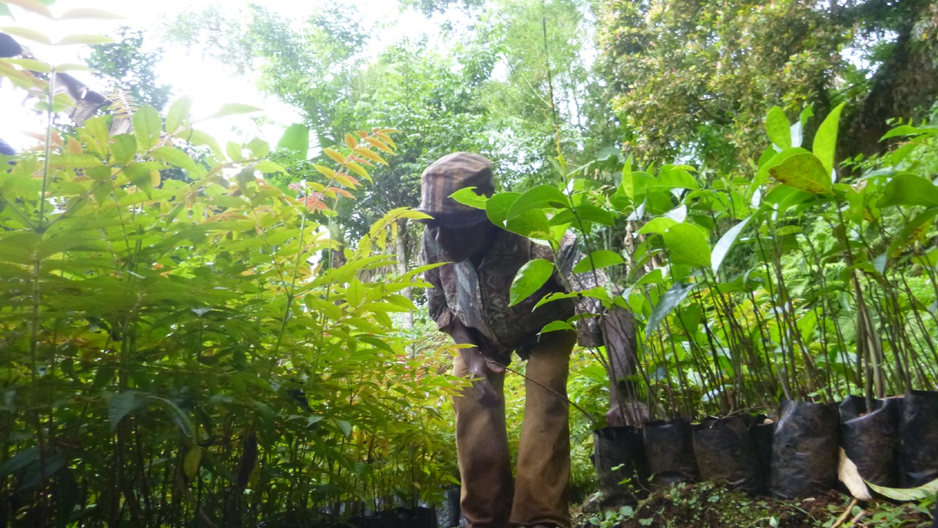 Vivero de árboles en Anjouan