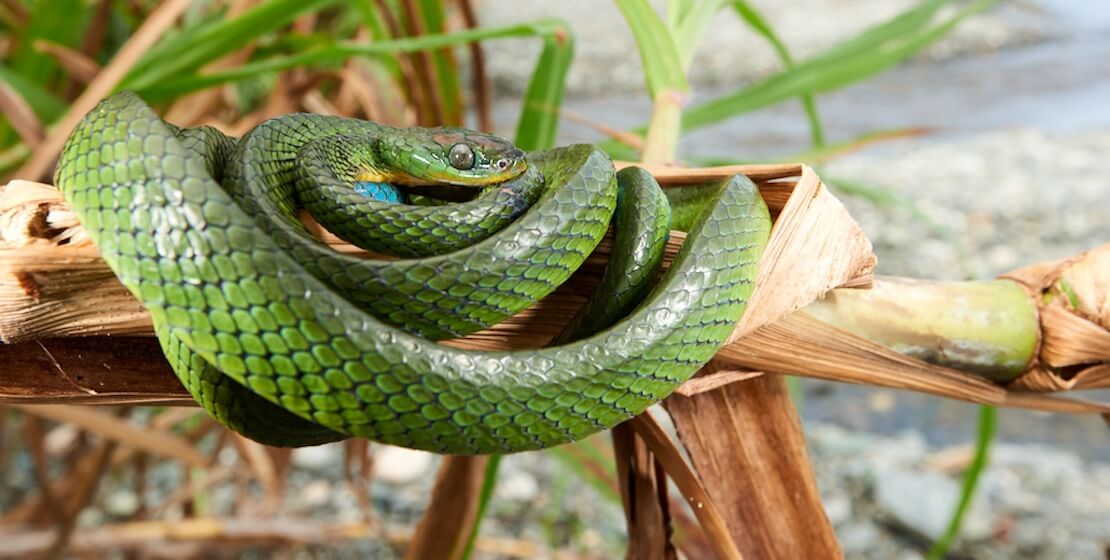 Green snake curled up on branch.