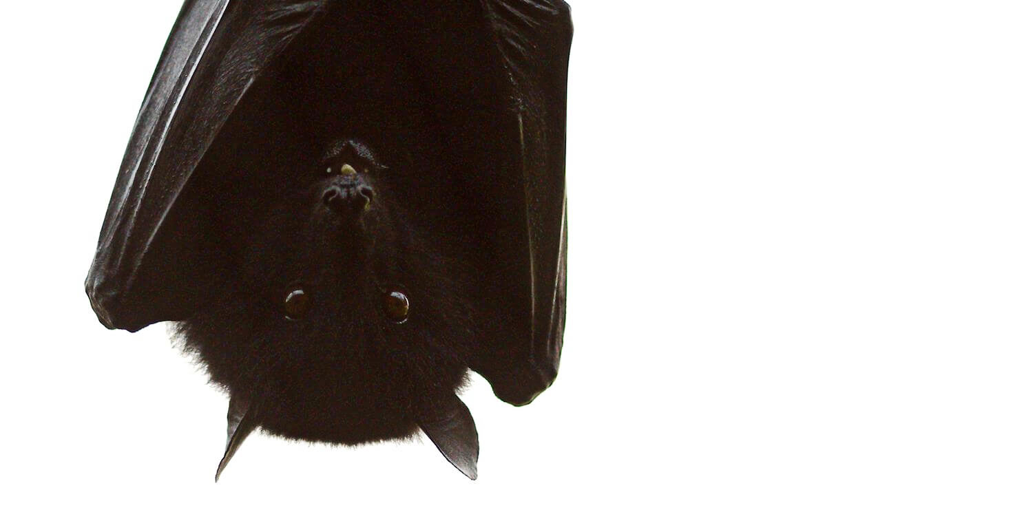 Close-up of hanging bat with wrapped wings.