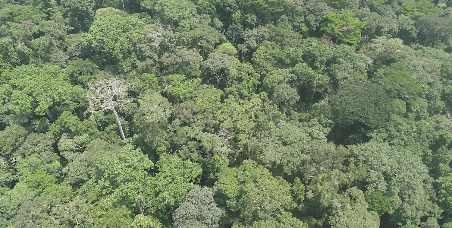 Vista aérea del dosel del bosque.