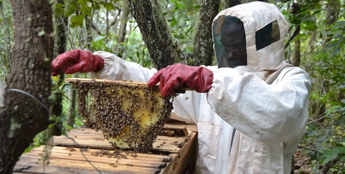 Beekeeper holds up honey comb from wooden beehive. 