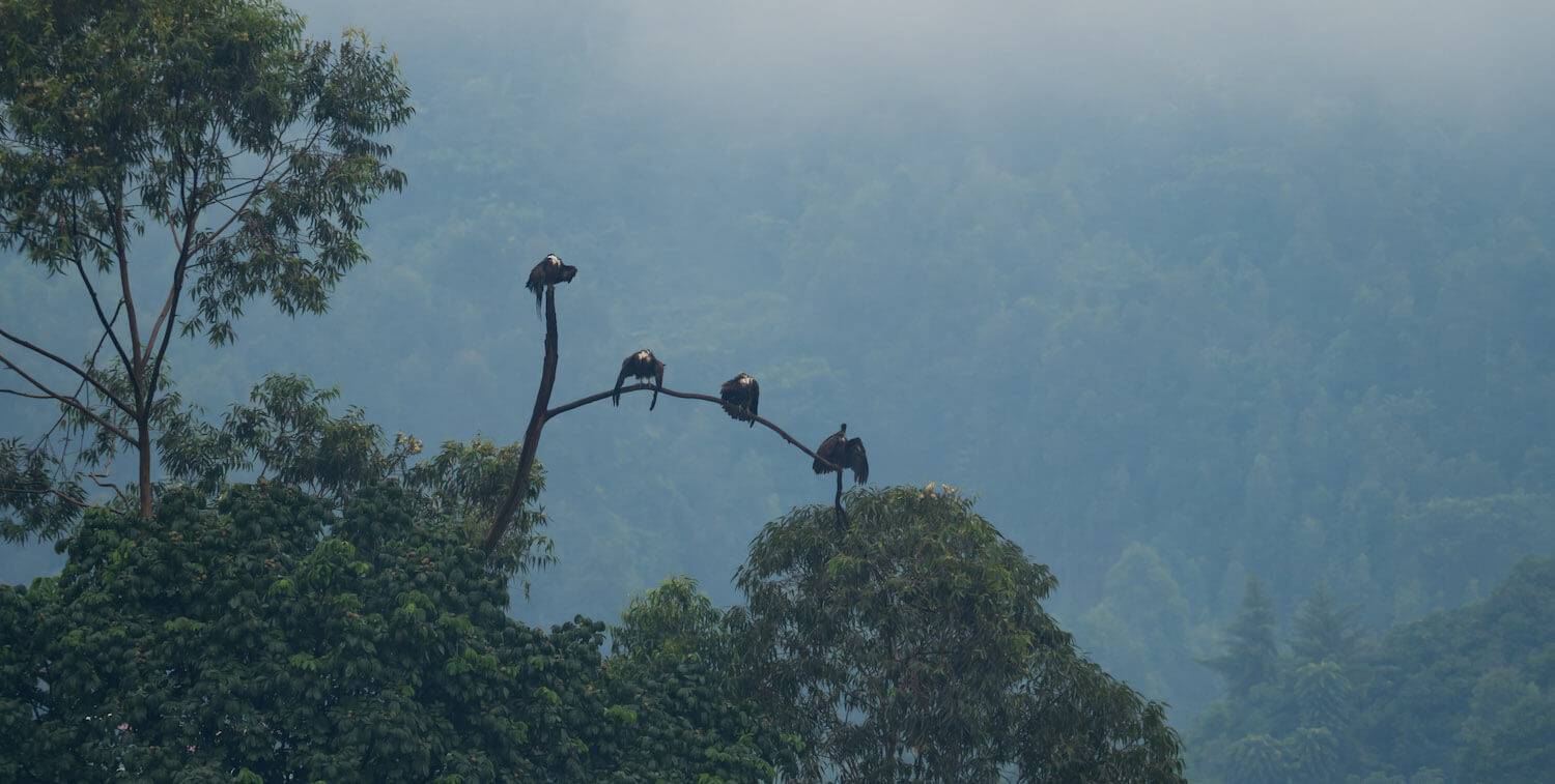 Cuatro buitres encapuchados que se sientan en una rama de árbol alta.