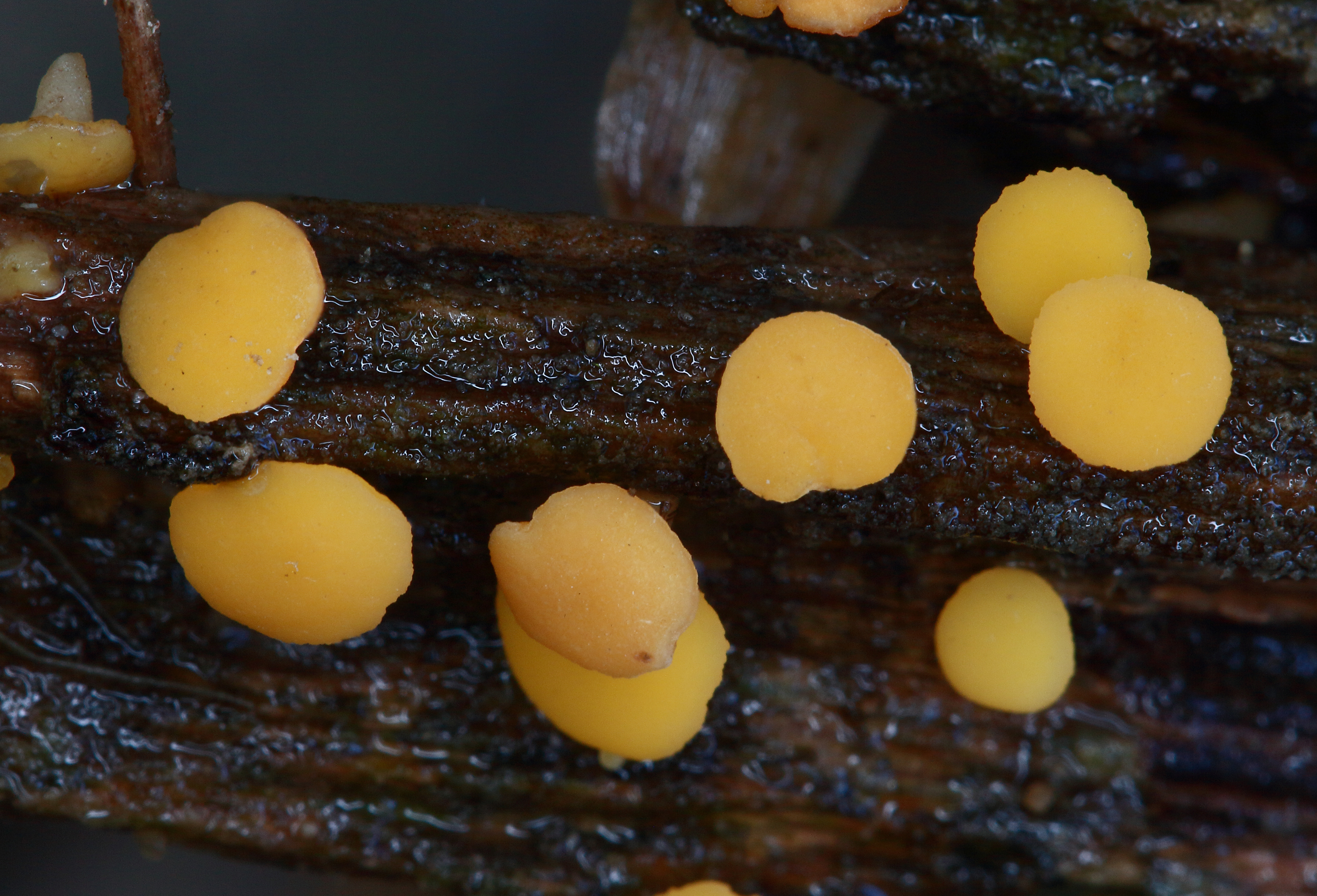 Fungi (Hymenoscyphus laetus) inhabiting Neretva River, Bosnia and Herzegovina.