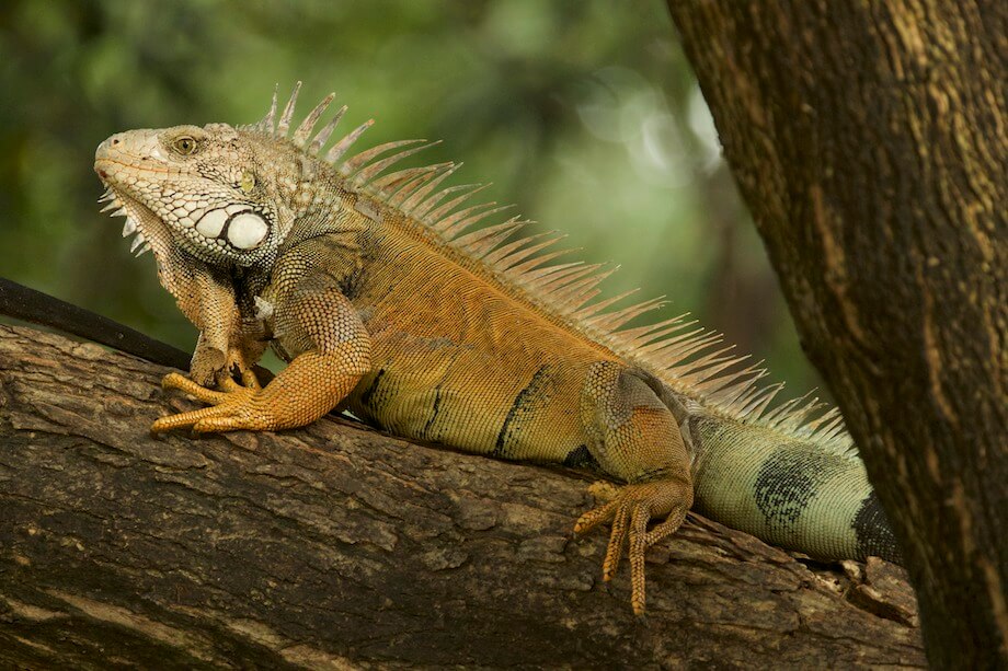 Iguana en la rama de un árbol en Ecuador.