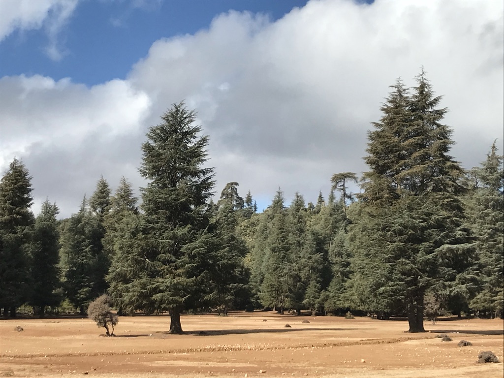 Forest of Cedrus Atlantica in Ifrane National Park
