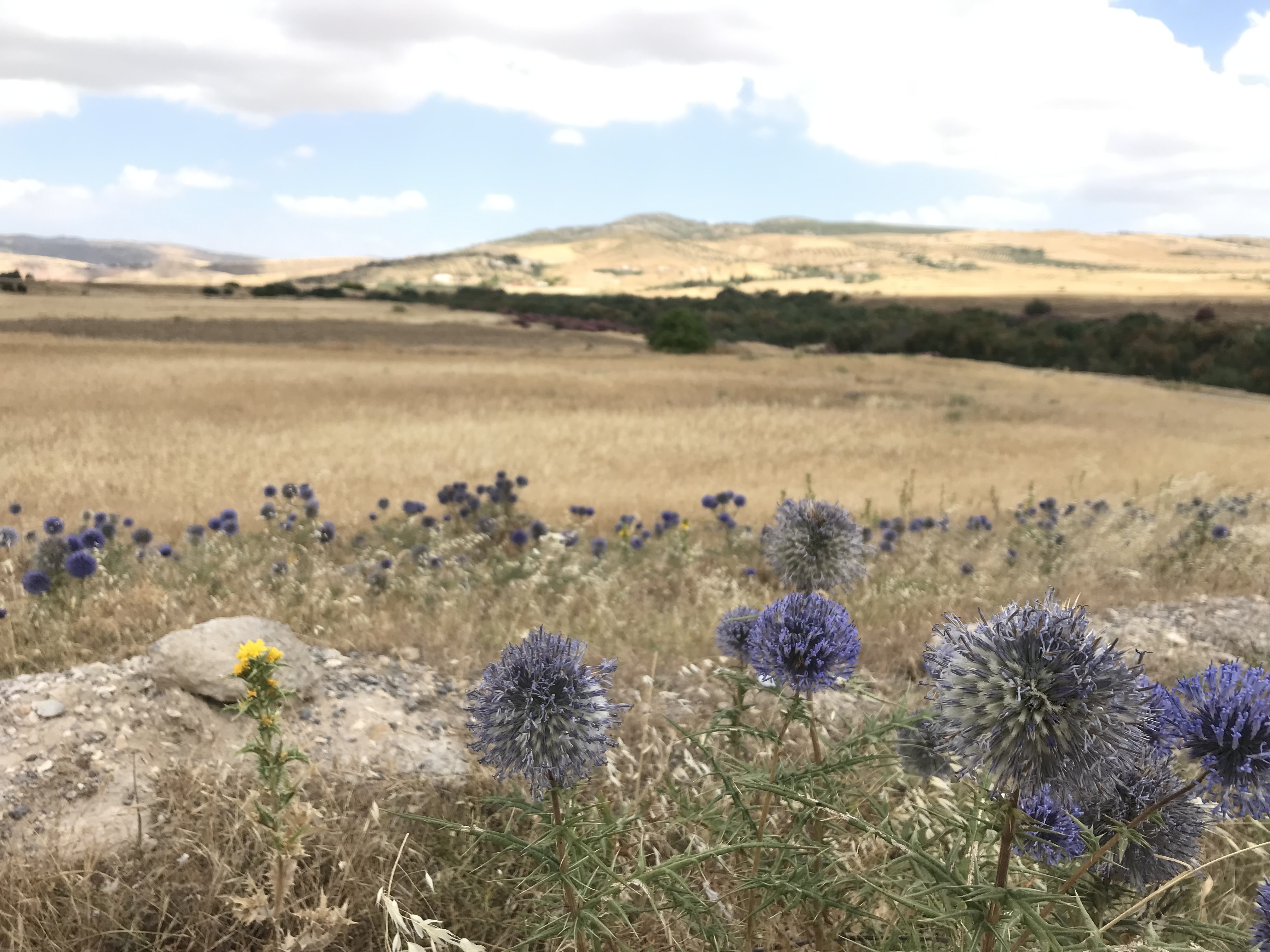 Echinops flowering in an agricultural landscape, Dyr el Kef, Tunisia