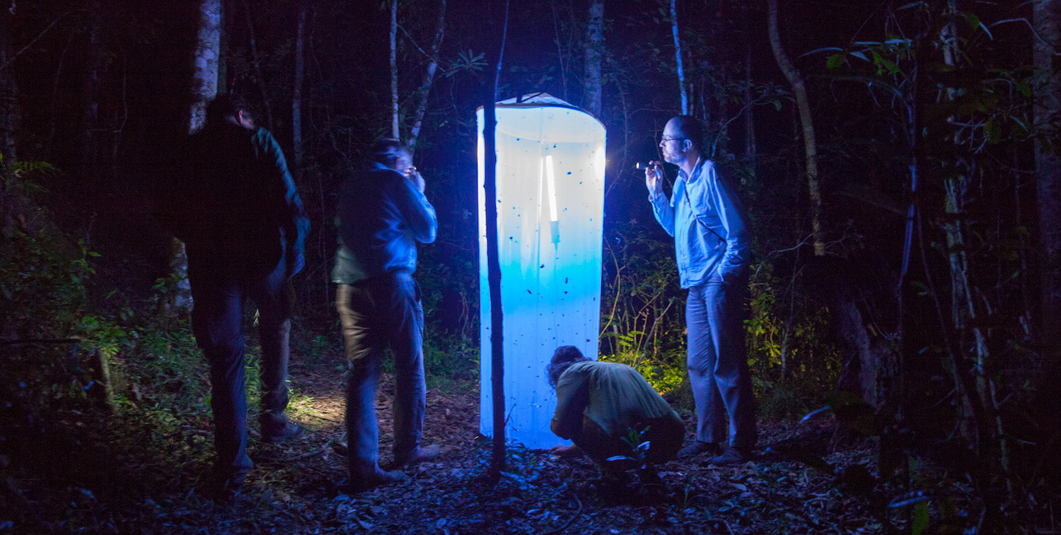 La nuit, quelques personnes regardent une lumière avec un filet, qui a attiré des insectes.