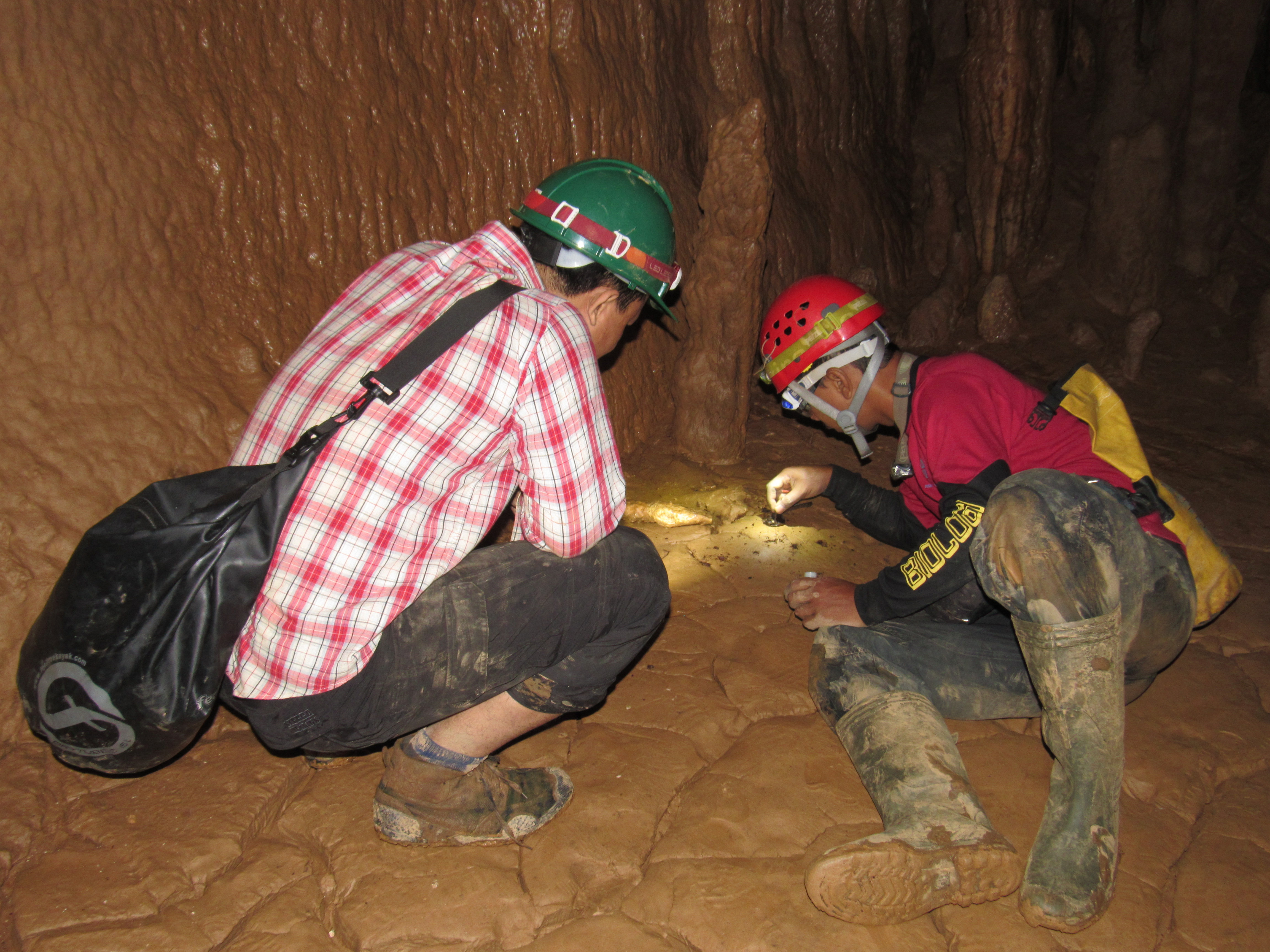 Encuesta de invertebrados en cueva de piedra caliza en Myanmar