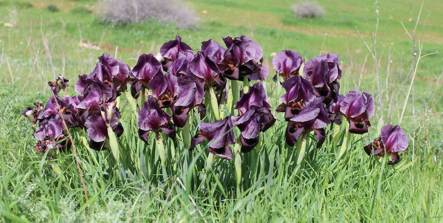 Group of purple irises growing from ground.