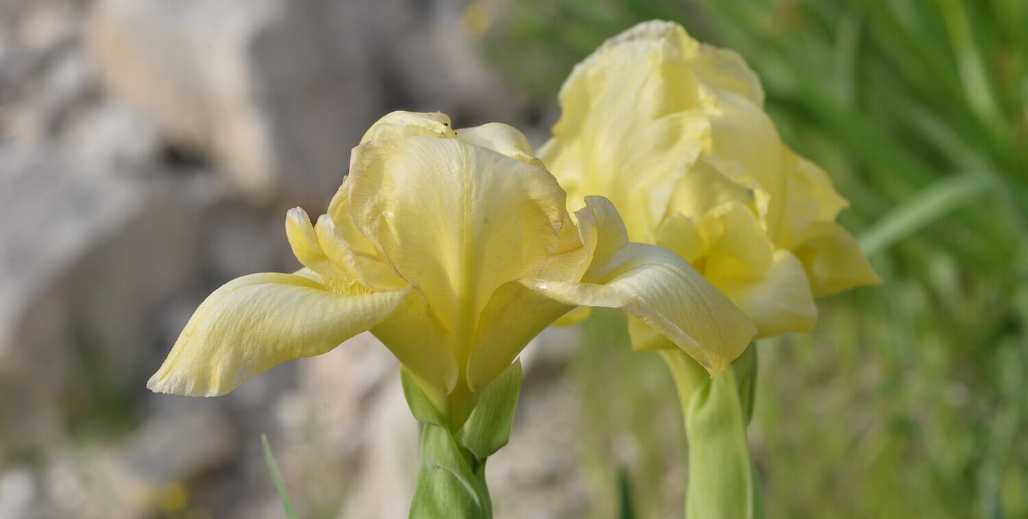 Close-up of two yellow irises.
