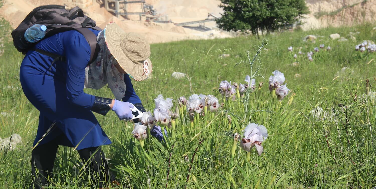 Woman bending down, clipping a white-and-purple iris out of a dozen or so.