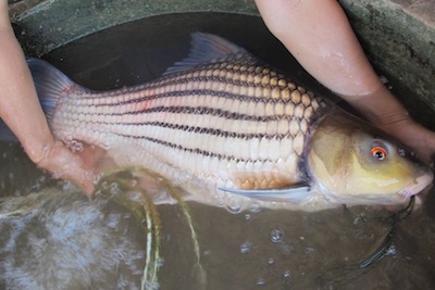 Overhead view of large fish in water bucket being held up by hands. 