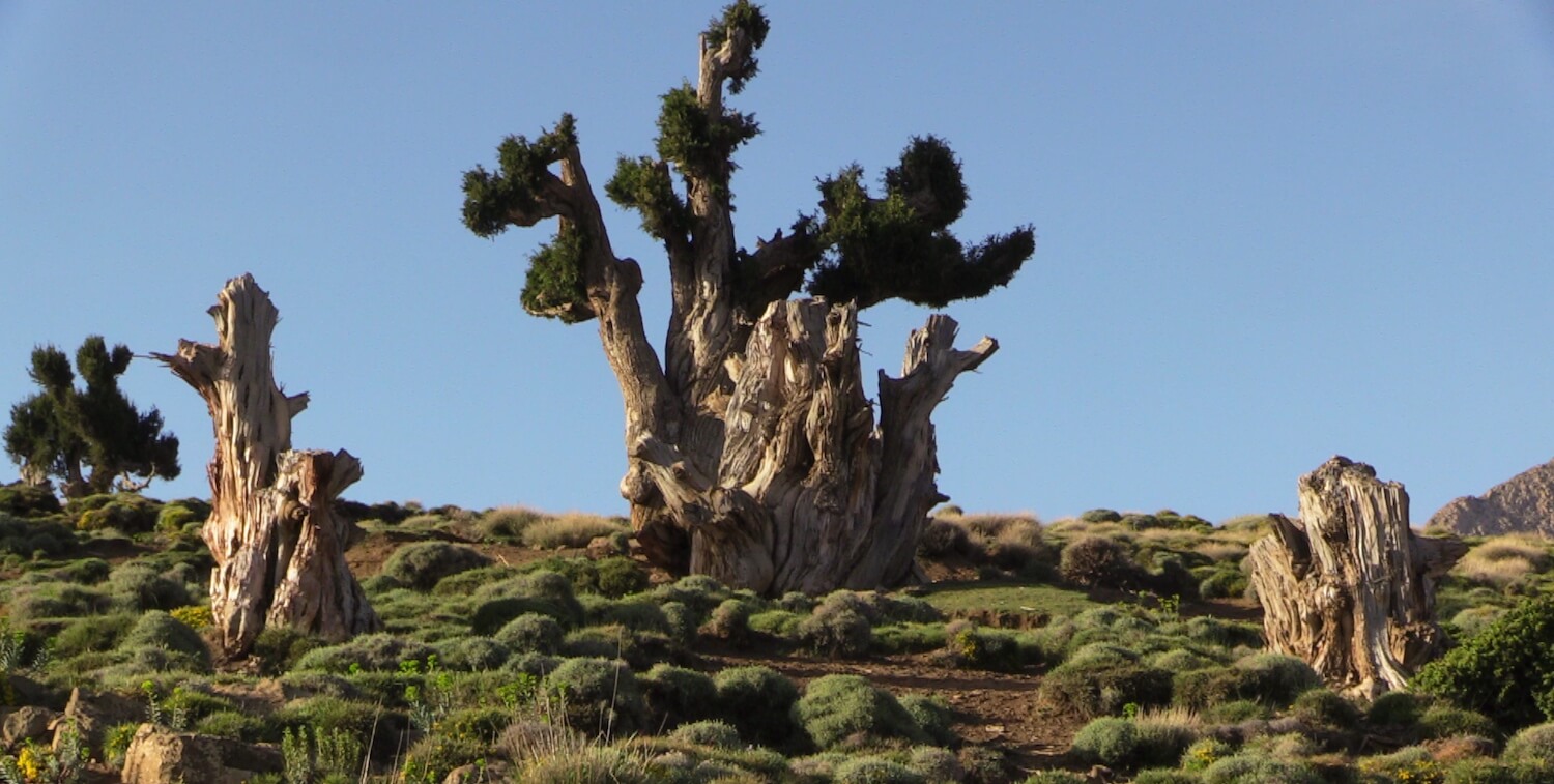 Large tree on hill, a few other smaller trees nearby.