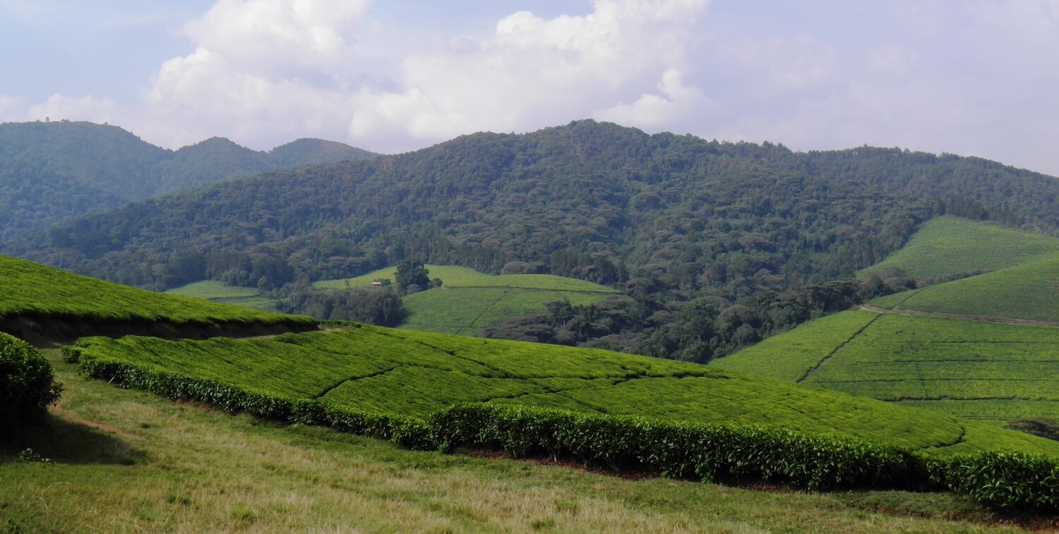 Tea plantation in the forefront, mountain stuffed with trees in the background.