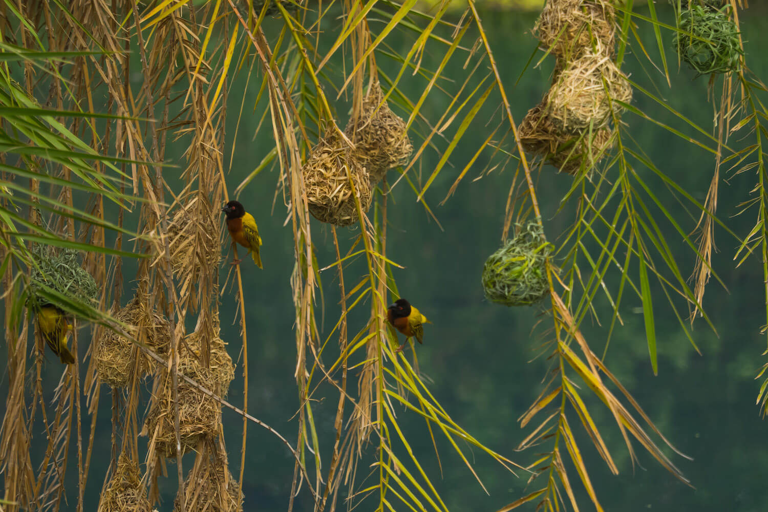 Two small birds on hanging tree branches.