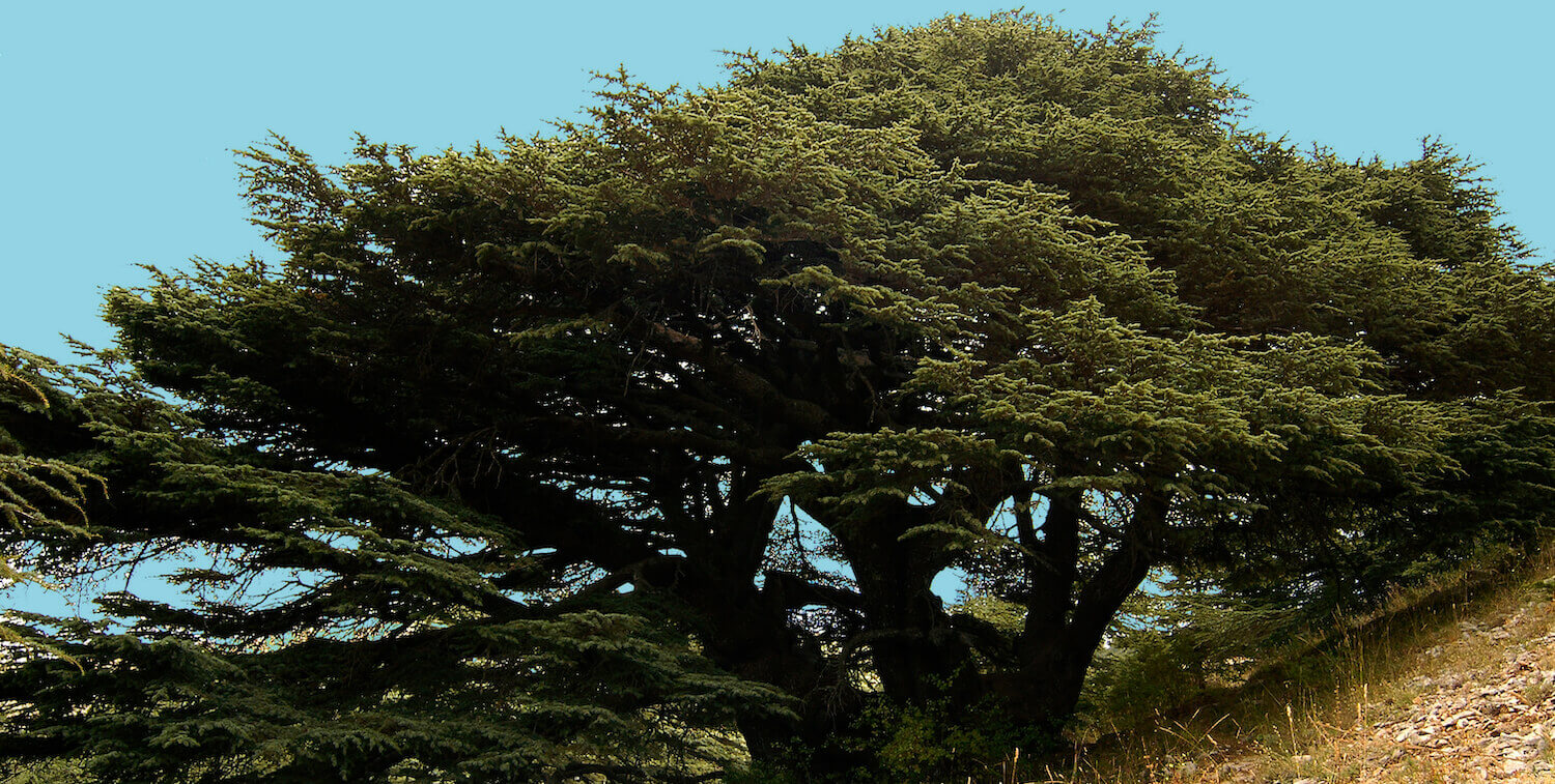 Large cedar tree on sloping hill.