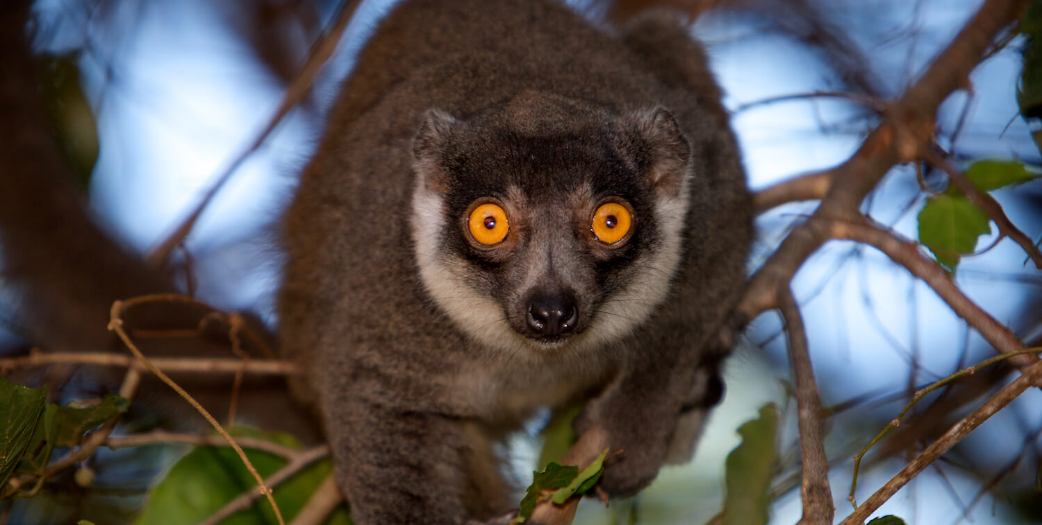 Close-up of lemur in tree looking directly into camera.