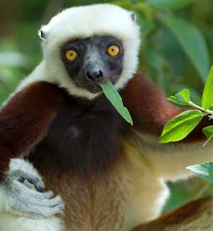 Close-up of white and brown lemur in tree, chewing on leaf.