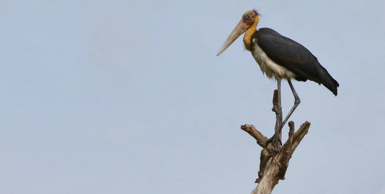 Pájaro grande de aspecto prehistórico parado sobre el tronco de un árbol.