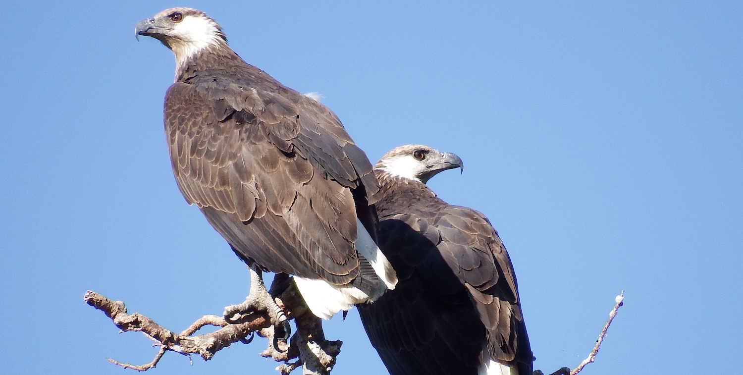 Two brown and white eagles in a tree top. 