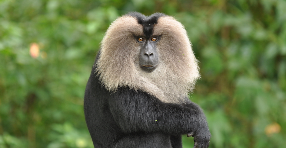 lion-tailed-macaque.jpg