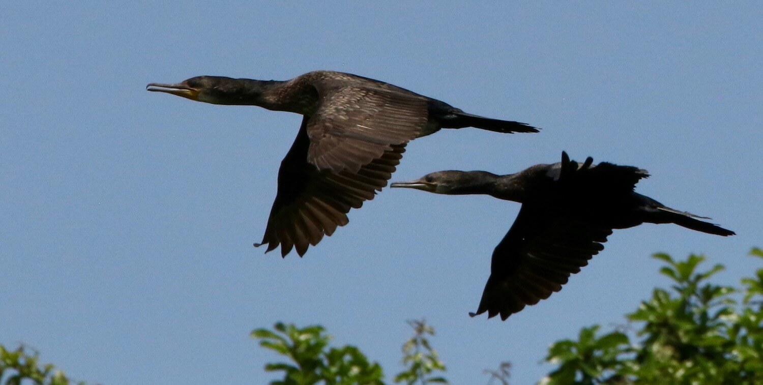 Two black birds flying.