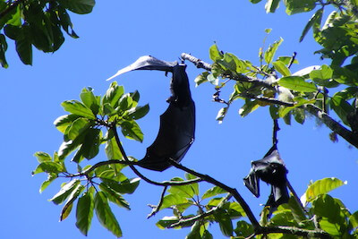 Two bats high above, in a tree.