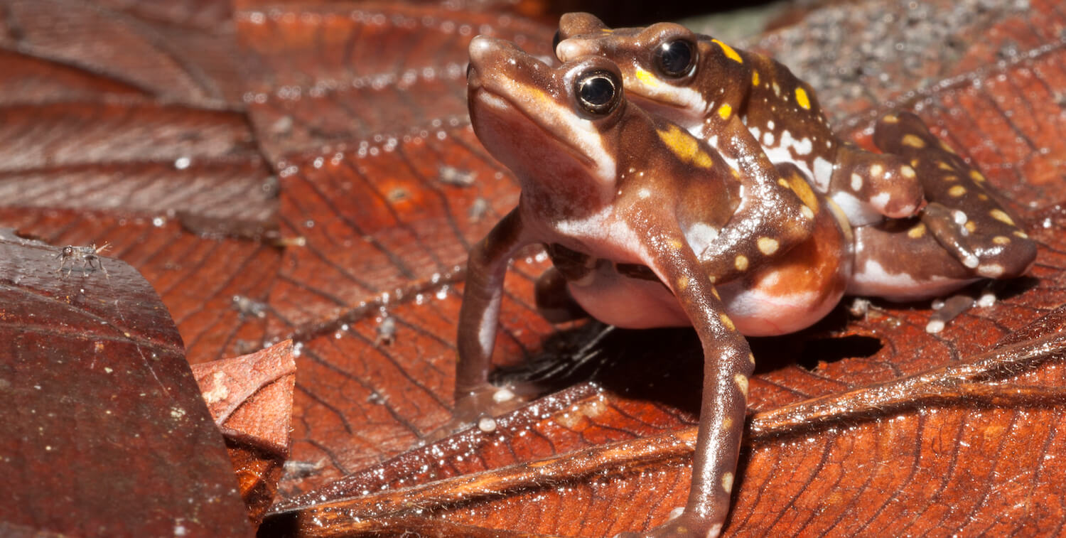 Two reddish-brown frogs, one holding on to the other from the back.