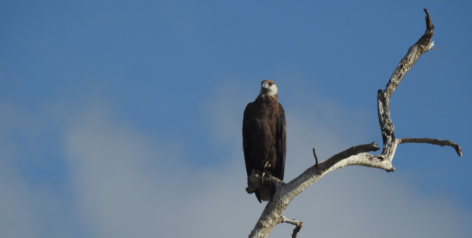 Fish eagle perched on high branch, blue sky in background.