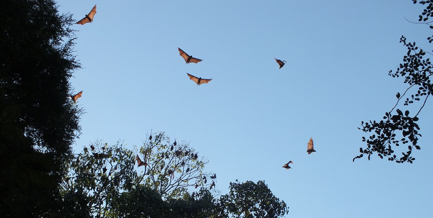 Six flying foxes in flight.