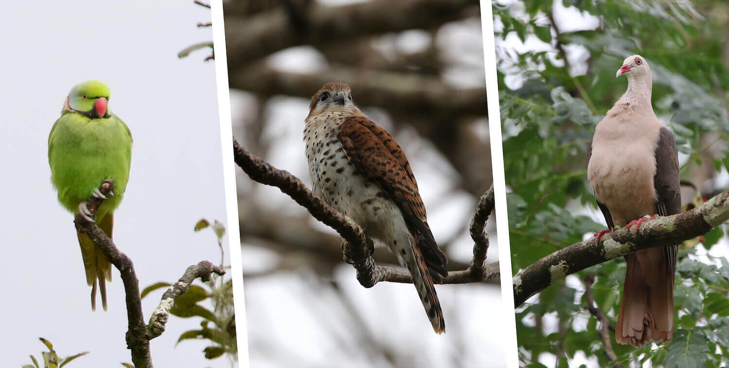 Saving the Birds of Mauritius | CEPF Saving the Birds of Mauritius | CEPF