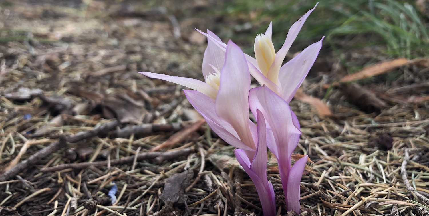 Pale purple flower growing from ground.