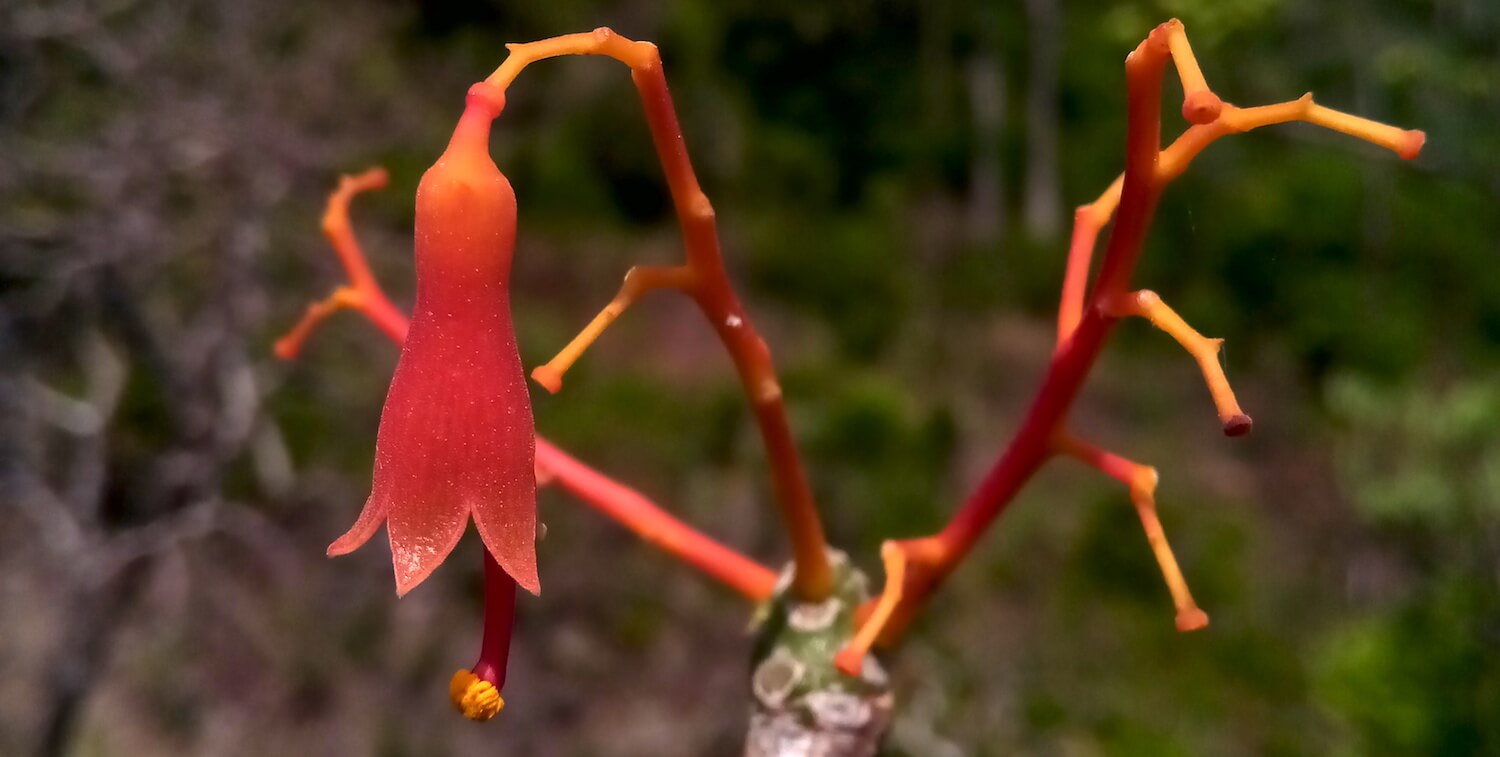 Primer plano de una flor en forma de campana de color naranja rojizo.