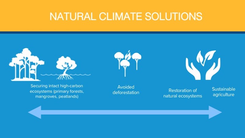 El gráfico amarillo y azul enumera la protección de ecosistemas intactos, la deforestación evitada, la restauración de ecosistemas naturales y el uso de la agricultura sostenible como formas de abordar el cambio climático.