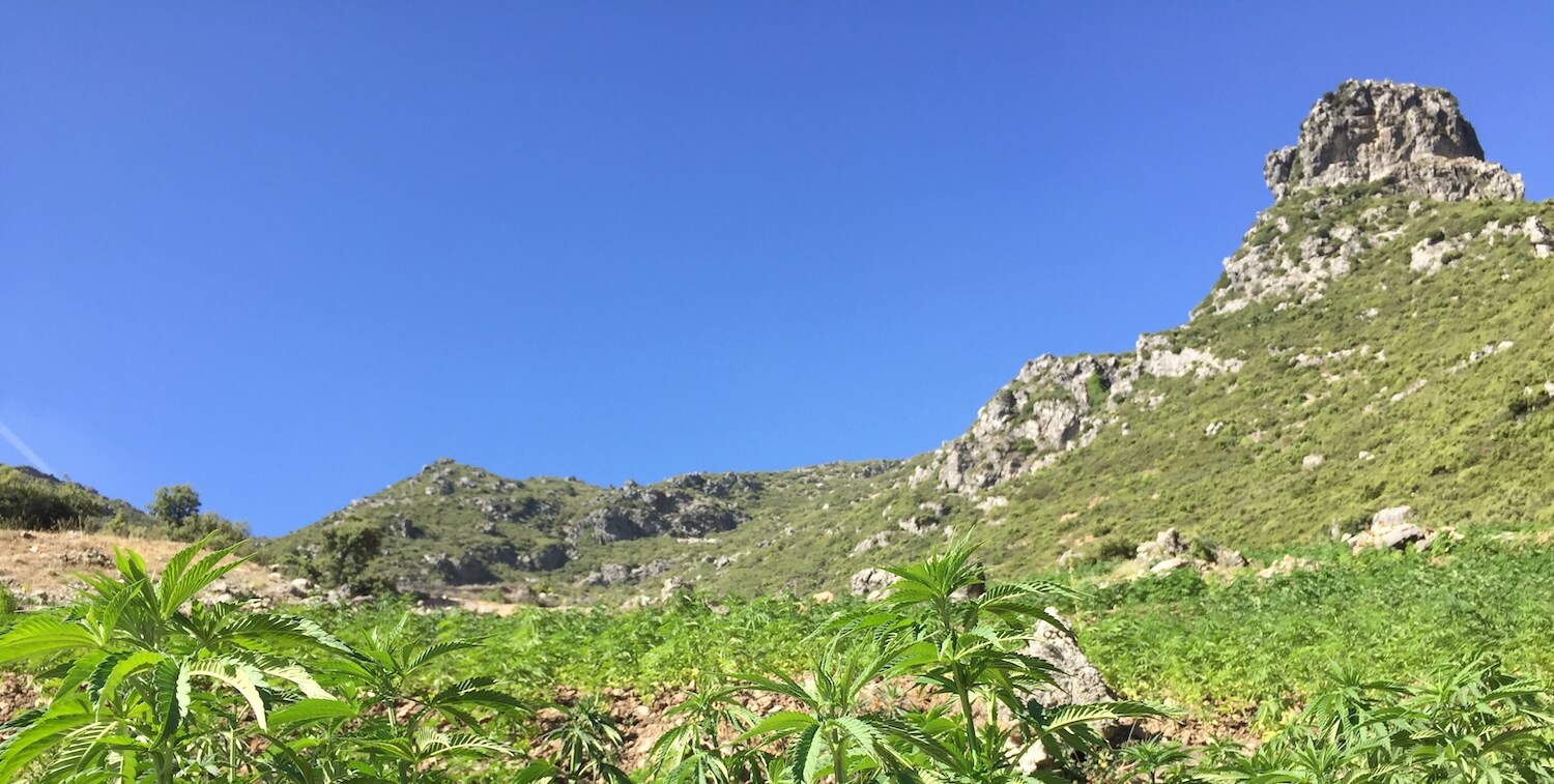 Green landscape with small mountain.