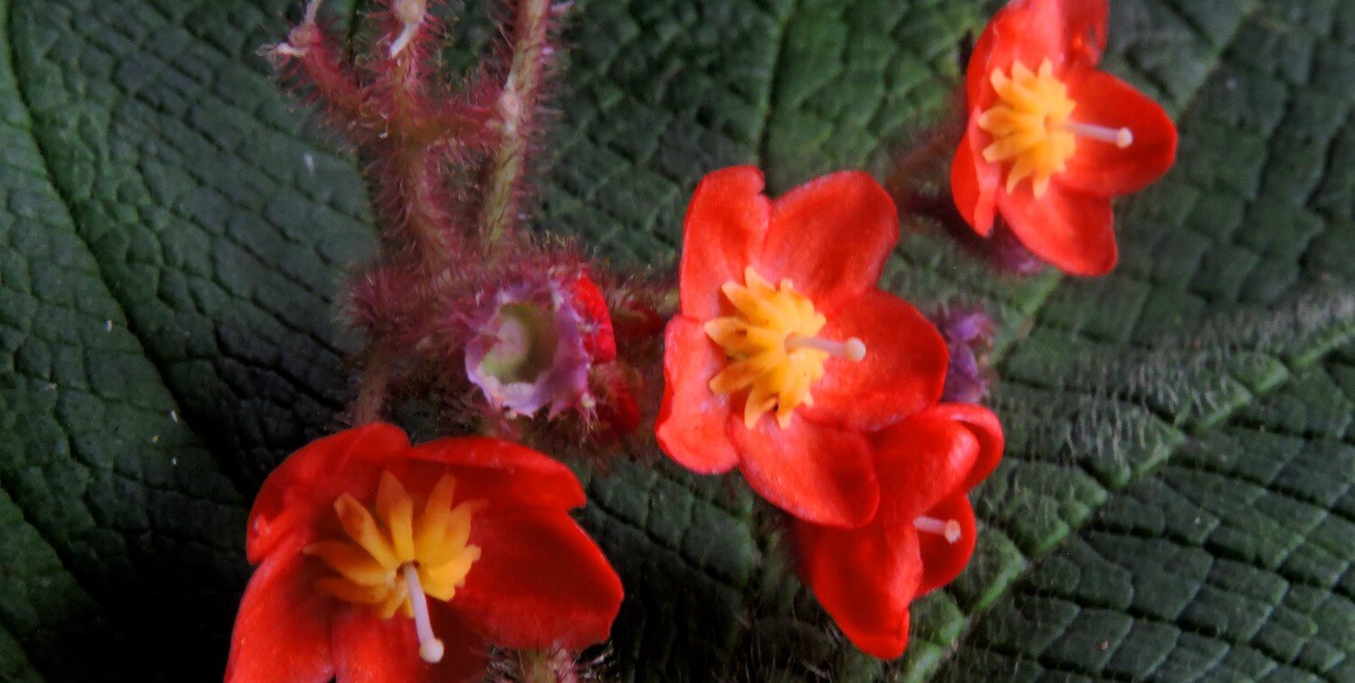 Close-up of small, delicate red flowers with large, deep-green leaves.
