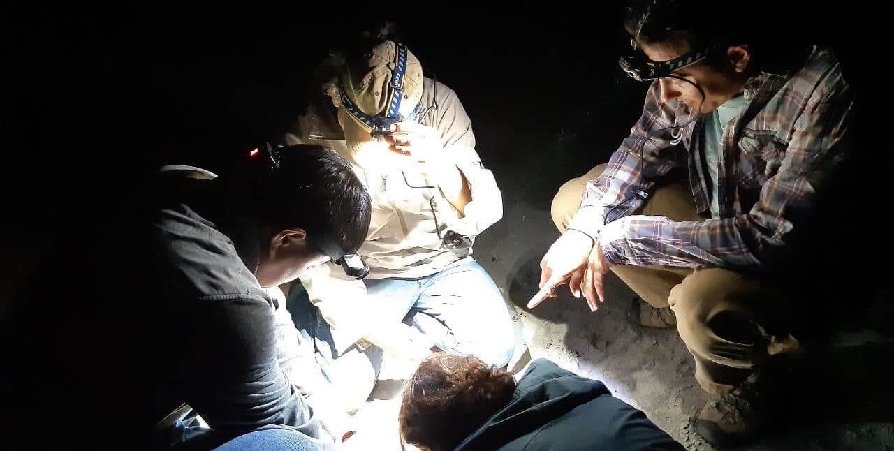 Cuatro personas con faros, agachadas en el suelo mirando algo entre ellas.