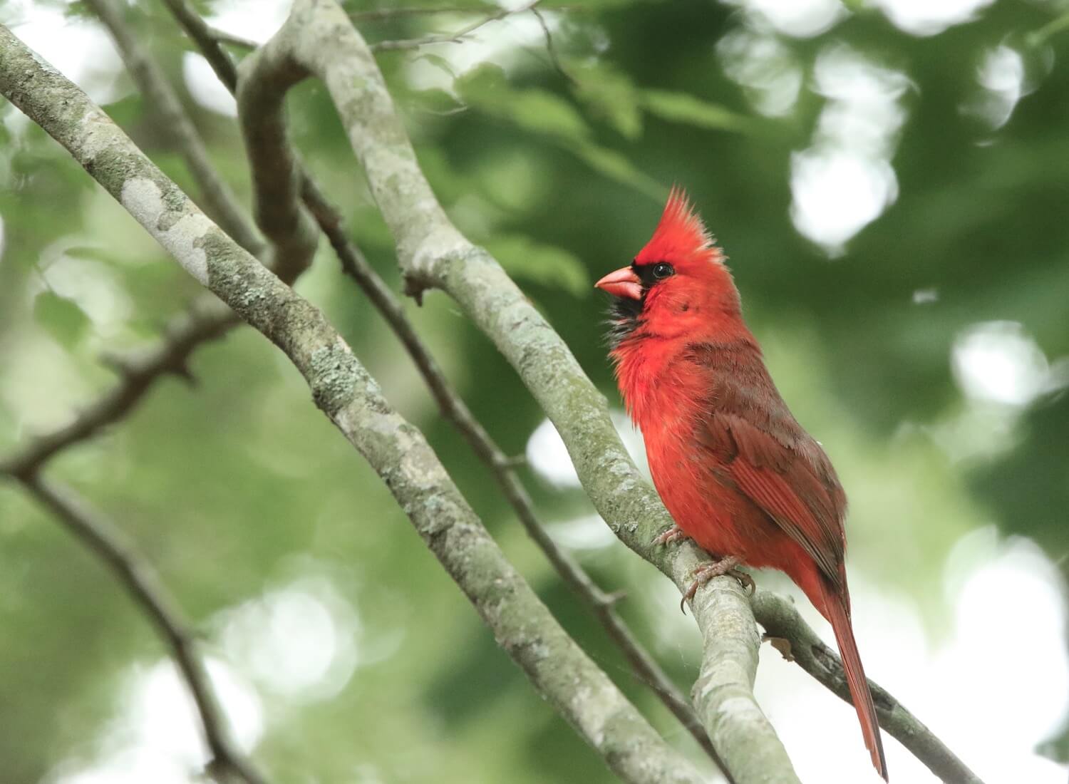 Close-up of red cardinal standing on tree branch.