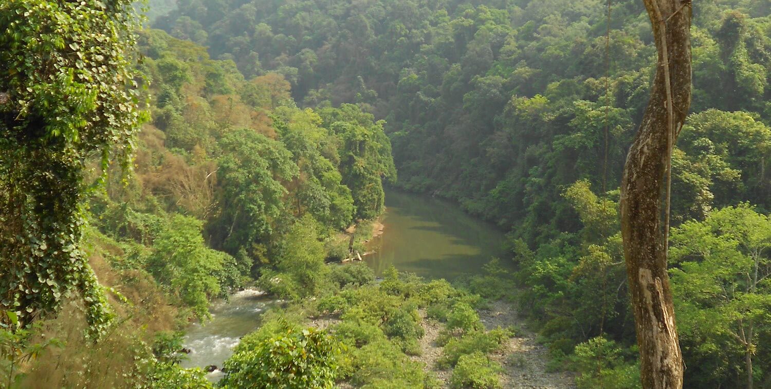 High-up view of lush forest and river.