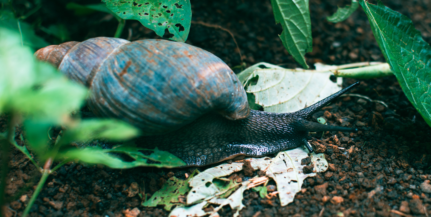 Close-up of giant snail on forest floor.