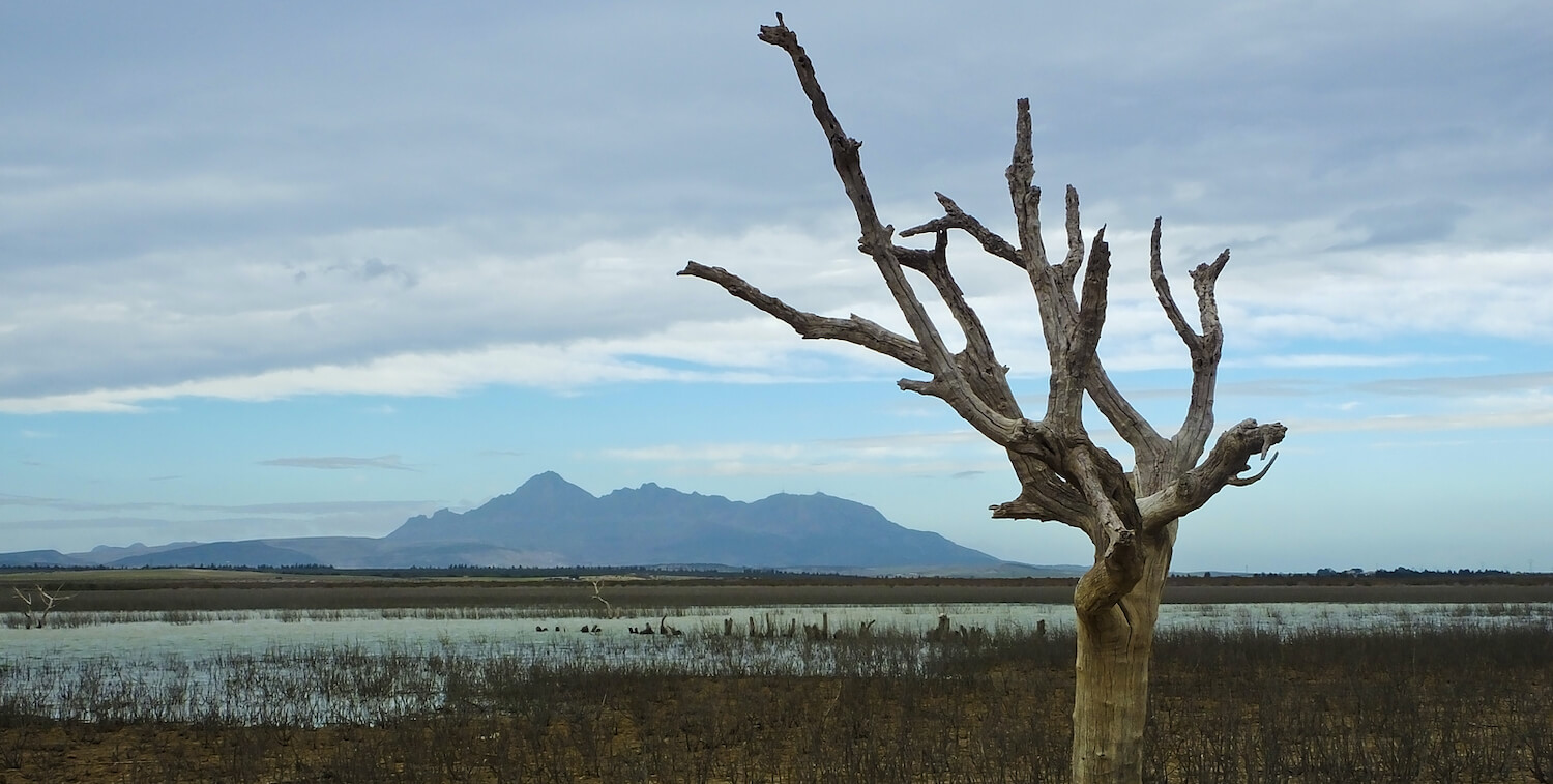 Paisaje llano, árbol yermo en primer plano y cordillera al fondo.
