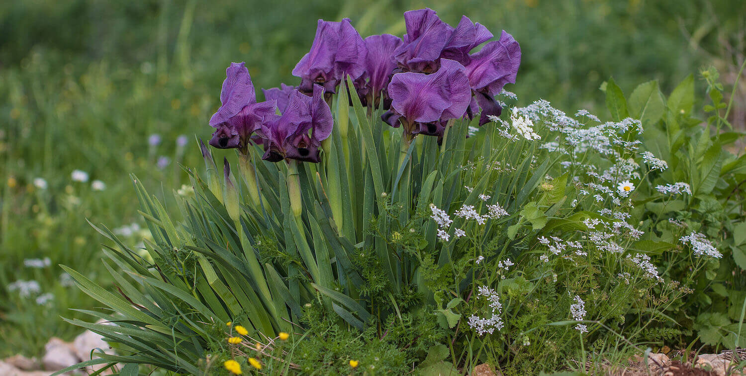 Group of purple flowers growing from ground.