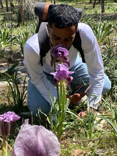 Una joven conservacionista palestina inclinándose ante su alteza real, la vulnerable Iris haynei, durante la encuesta de primavera realizada por el equipo de Nature Palestine Society. © Marwa Mousa